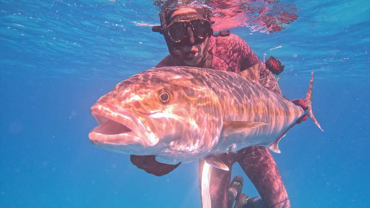 X3 Grandes Serviolas Desde Costa // Pesca Submarina