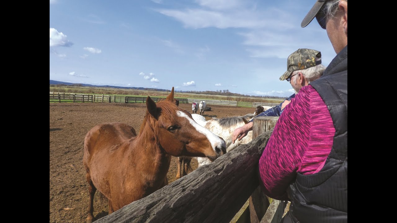 Horse Care in PNW Winters: Mud, Manure & Boredom