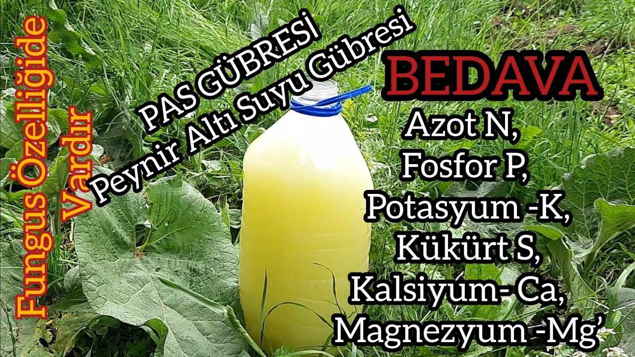 Bitki Coşturan Peynir Altı Suyu Gübresi PAS GÜBRESİ Bedava azot fosfor potasyum kükürt kalsiyum gbre