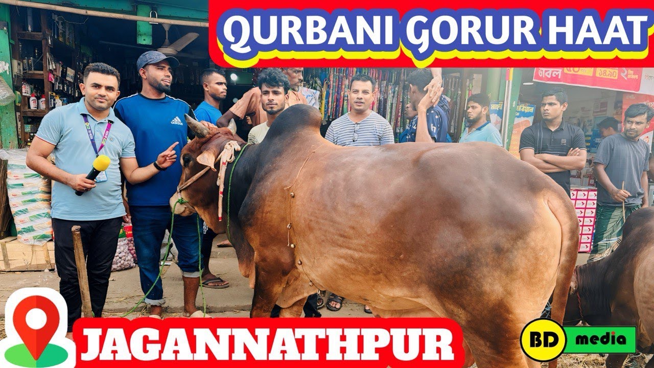 Jagannathpur Qurbani Gorur Haat Bazar 2024 কোরবানি গরুর হাট বাজার জগন্নাথপুর ২০২৪