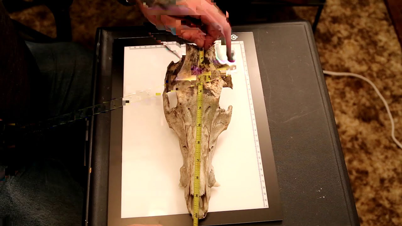 Make your own template demonstration for steel sculpture- Wild Boar Skull (LONG VERSION)
