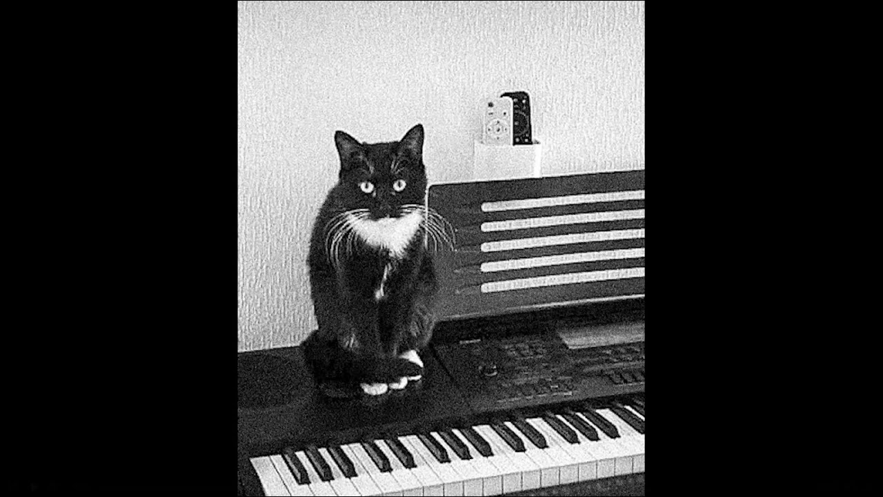 fremder - 9 leben (cat video)
