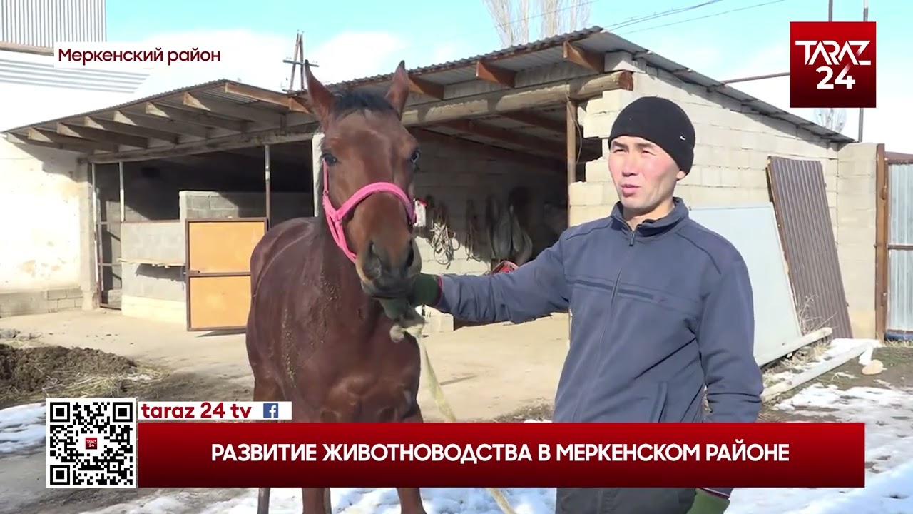 РАЗВИТИЕ ЖИВОТНОВОДСТВА В МЕРКЕНСКОМ РАЙОНЕ