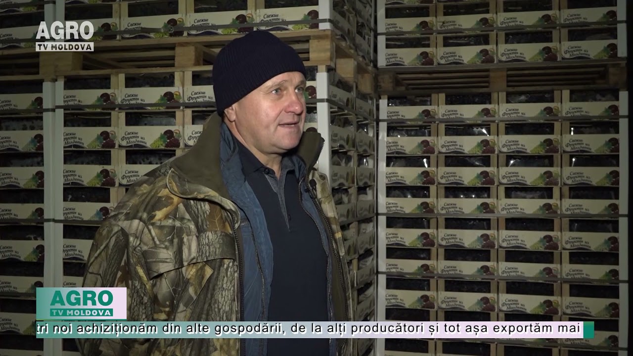 Strugurii de soiul Moldova se exportă la preț de 15 lei – AGRO TV News