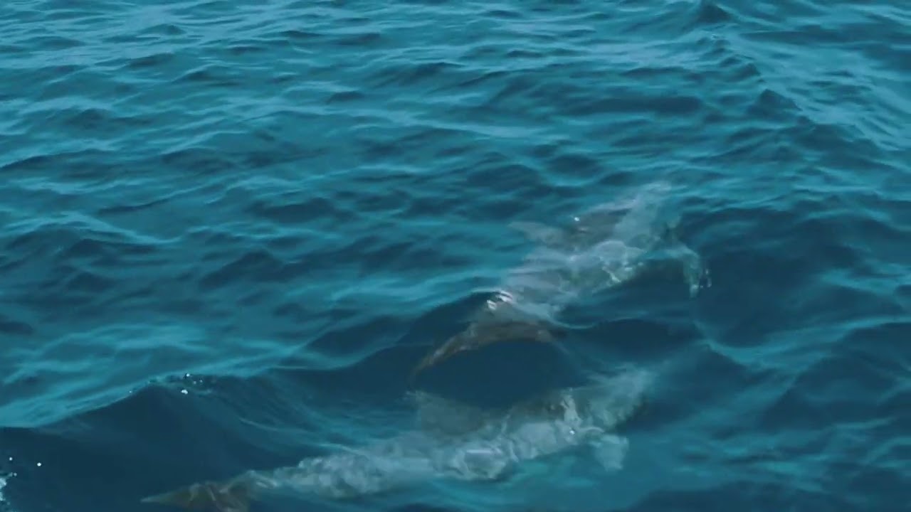 dolphins swim to surface of ocean - Stock Video Footage