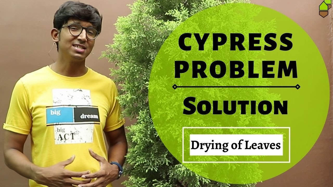 Cypress Problem Solved || Drying/Shedding of Leaves || Save Plant from dying