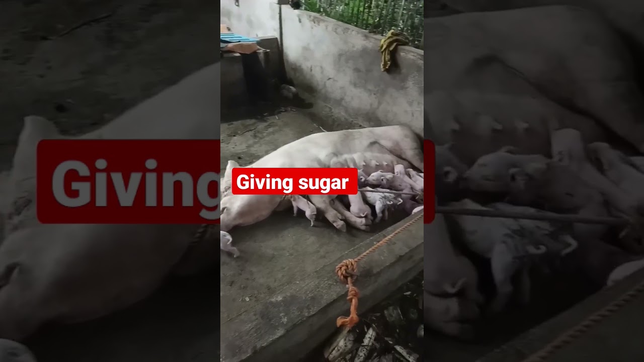 GIVING SUGAR PARA SA BAGONG PANGANAK NA INAHING BABOY