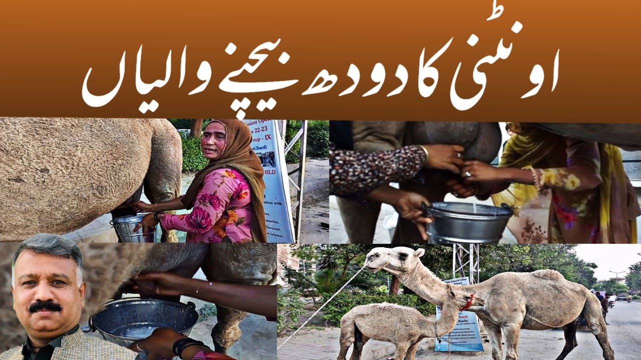 Extreme Camel Milk || Street Food in Pakistan || Sheikh Peshawar || Camel Milk || Khana Badosh