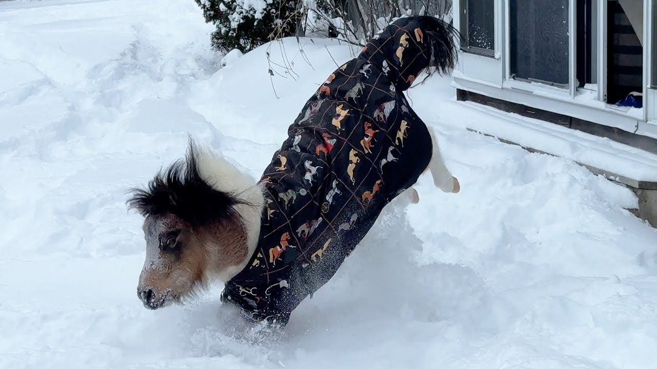 Mini Molly had her snow shoes on today. The snow is too deep for a mini horse.