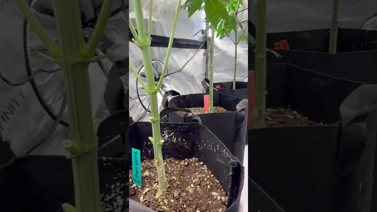 Growing 5Ft Tall Plants!!
