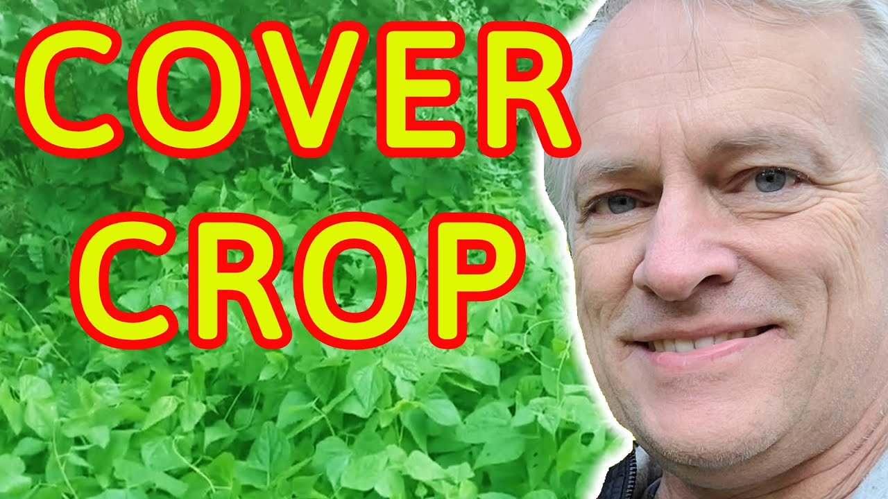Cover Crop Using Beans From the Grocery store