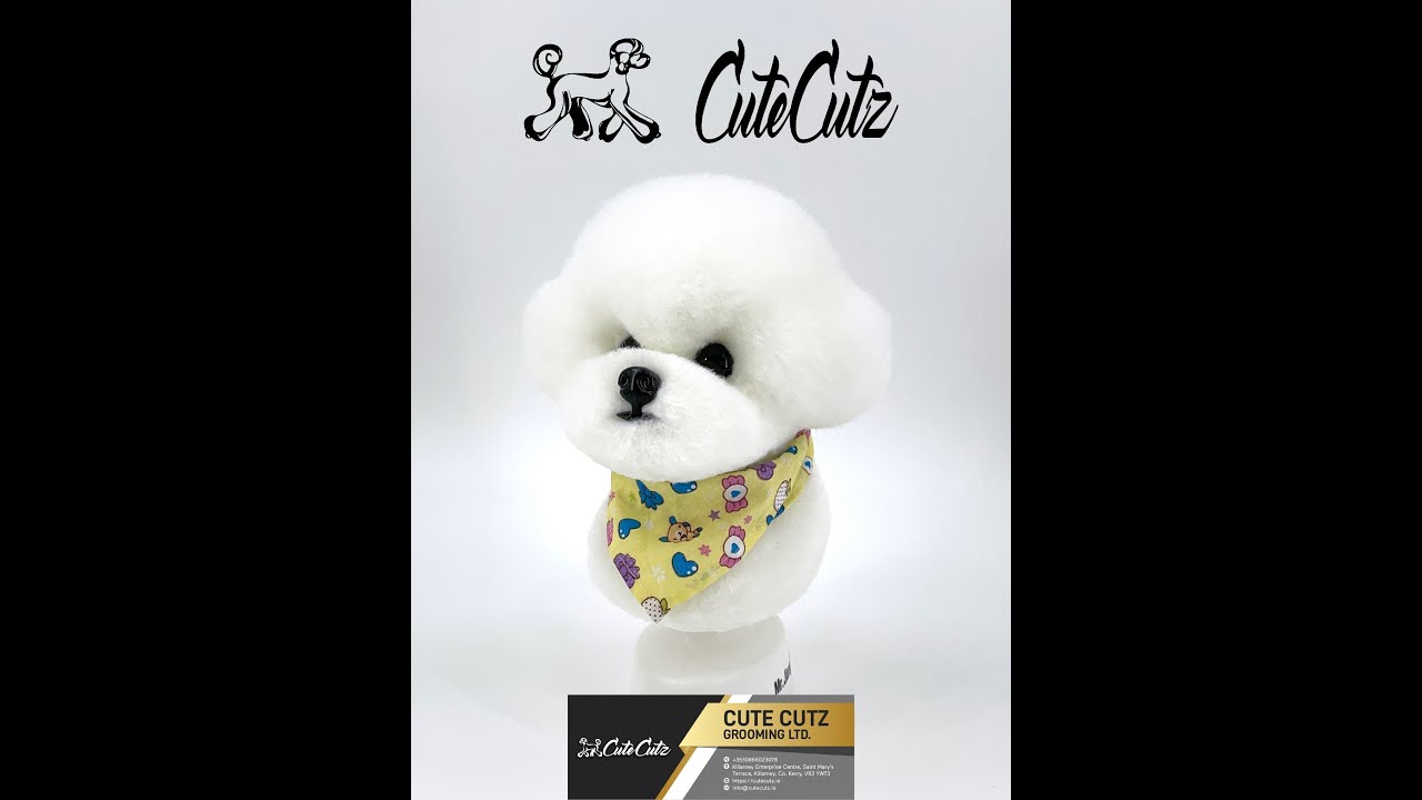 Bichon Model Dog Head Grooming Pet Groom Mr Jiang Model Dog from Cute Cutz Grooming.