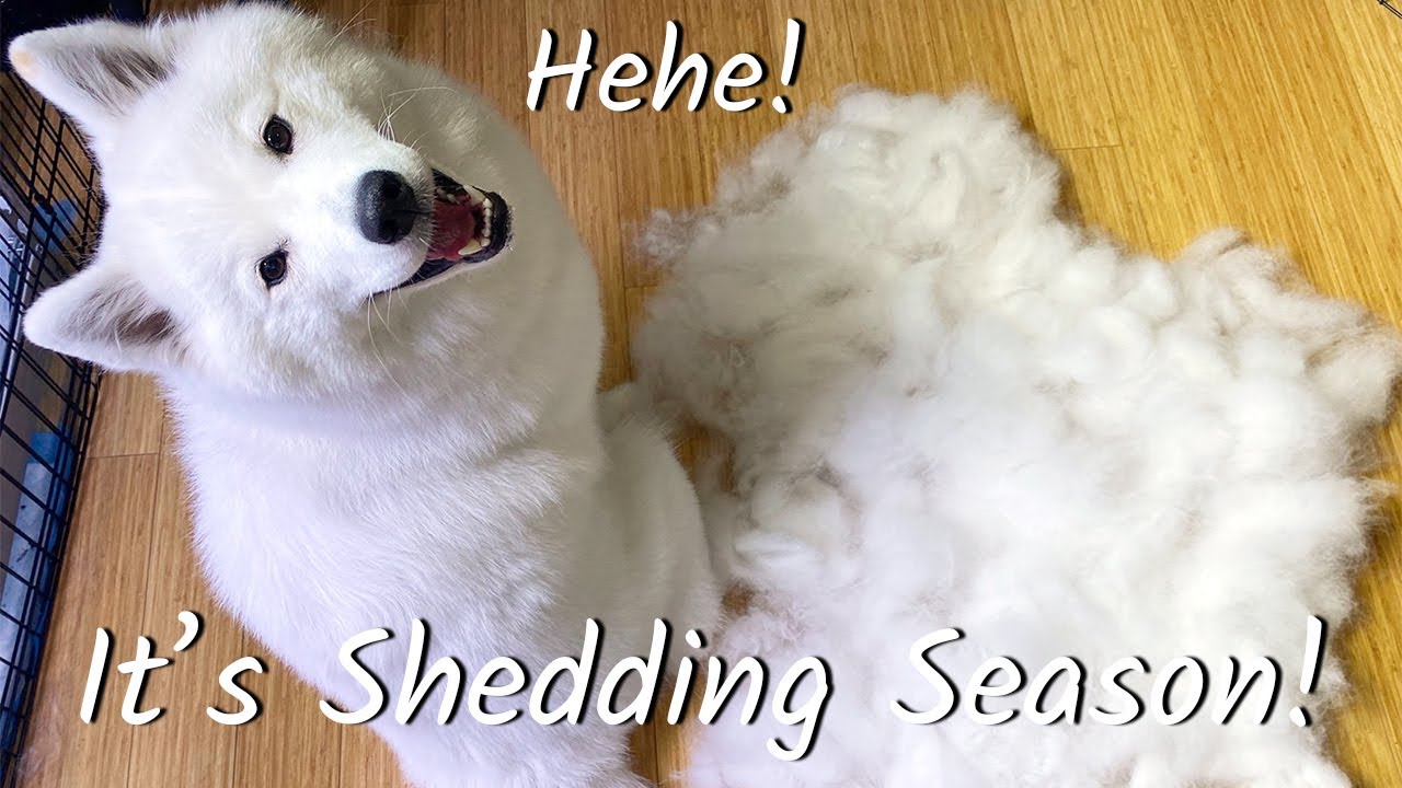 [Timelapse] How Much Does a Samoyed Shed?