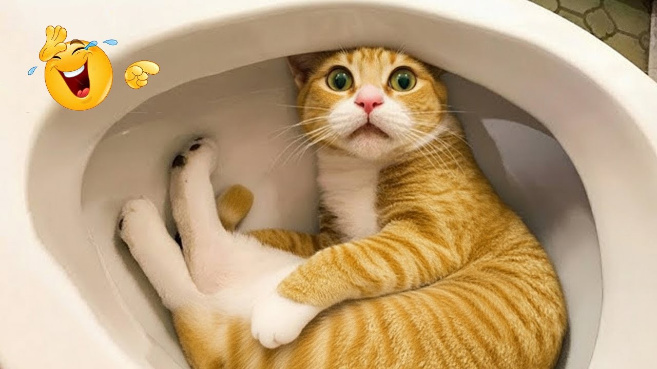 You Laugh You Lose 😂😹 | Ultimate Funny Cat Compilation