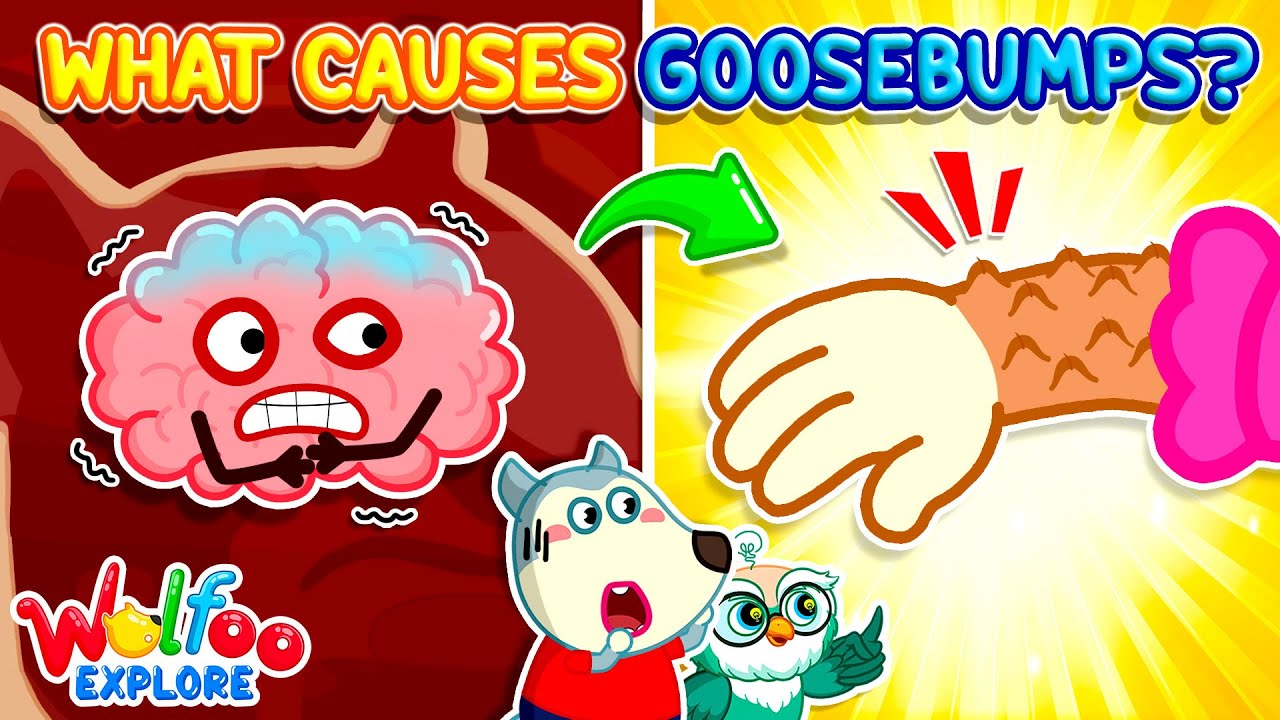 Why Do We Get Goosebumps? | Wolfoo Explore - Human Body | Educational Videos for Kids