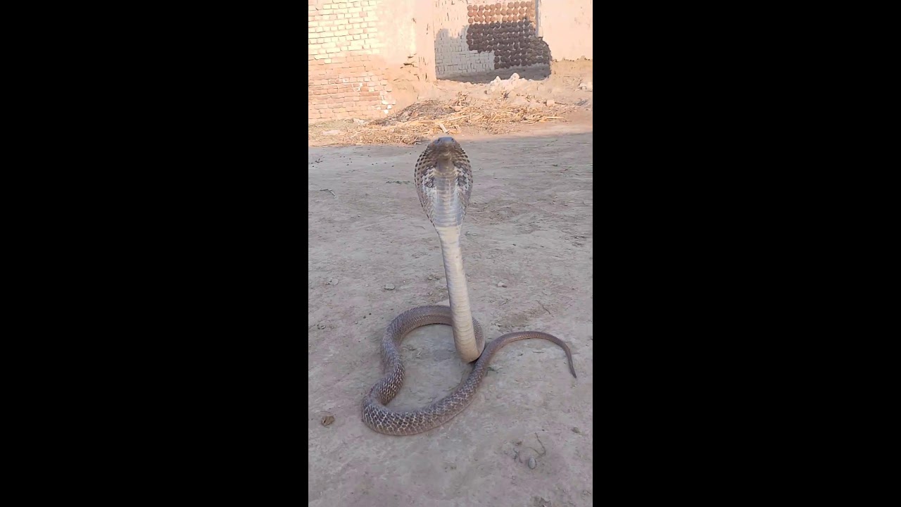black cobra snake rescue
