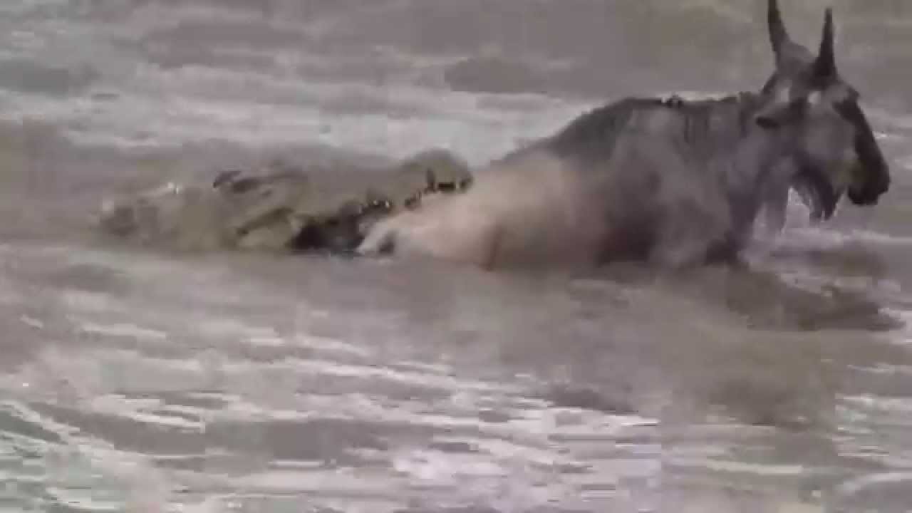 Wildebeest crossing 2