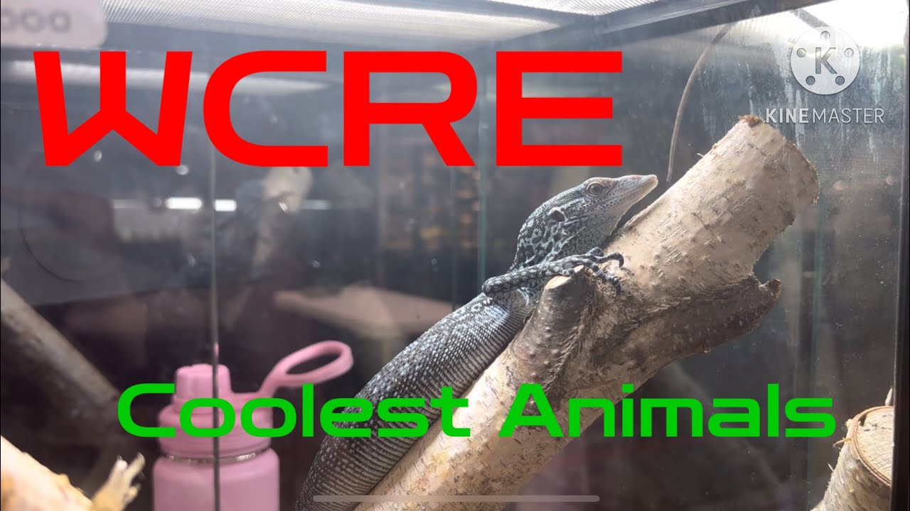 BIGGEST Reptile Expo in Western Canada | WCRE Reptile Expo 