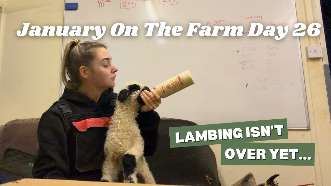 LAMBING ISN'T OVER YET... | JOTF Day 26