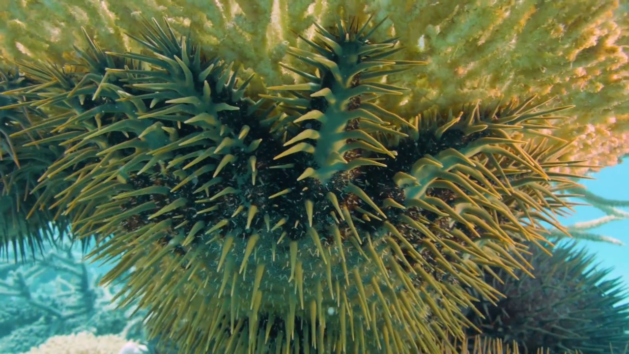 Acanthaster, la guerre d’une étoile de mer