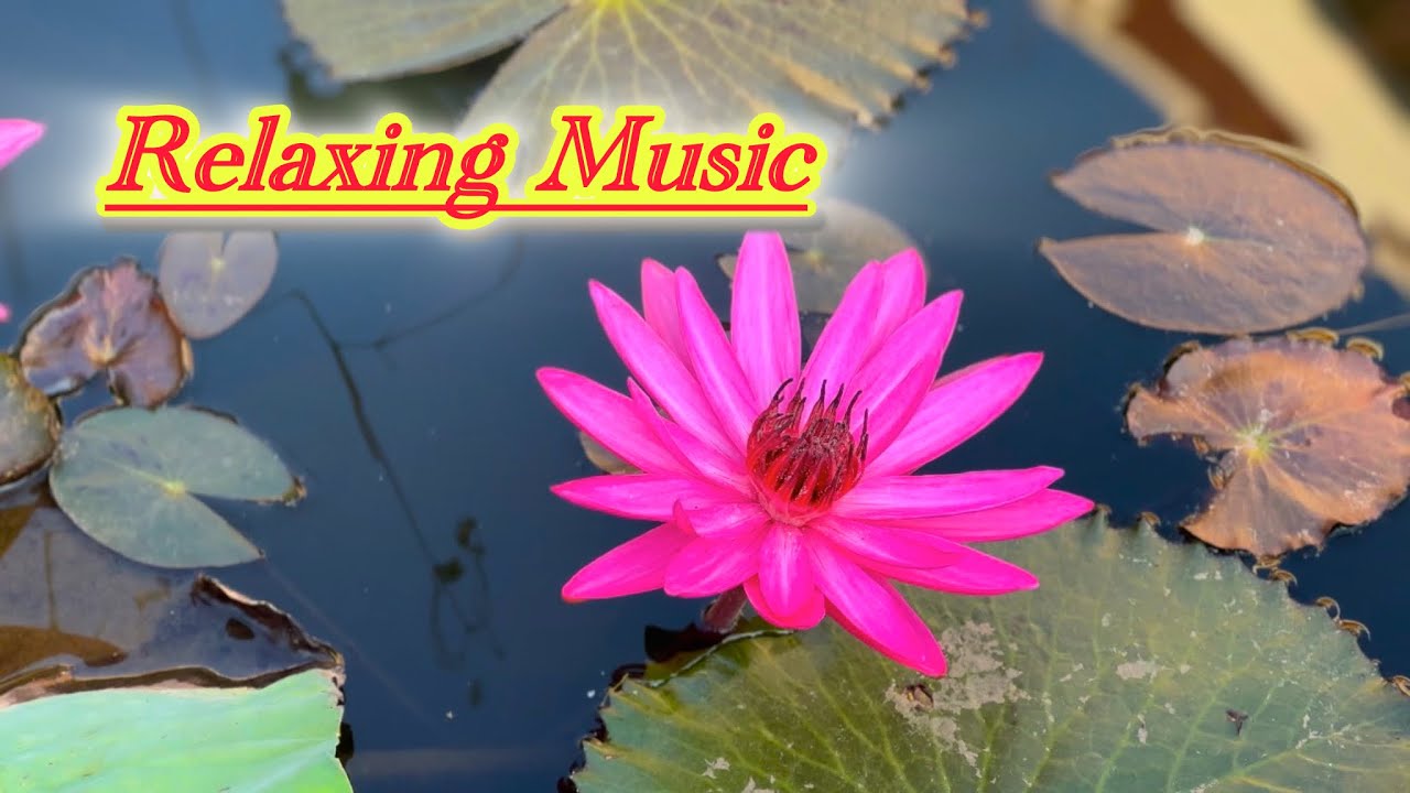 Beautiful Relaxing Music 🌿 Stop Overthinking, Stress Relief Music , Deep Sleep & Anxiety Relief
