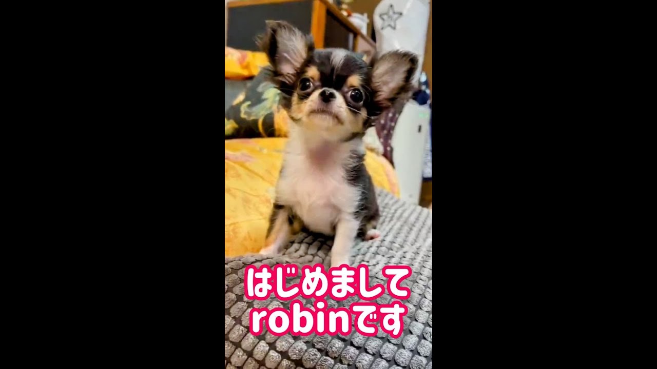 【チワワ】robin#1 新しい家族☆生後3か月のrobin自己紹介