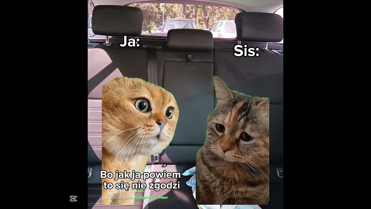 Typowy wyjazd na wakacje part 2 #greenscreen #cat #memes #capcut 