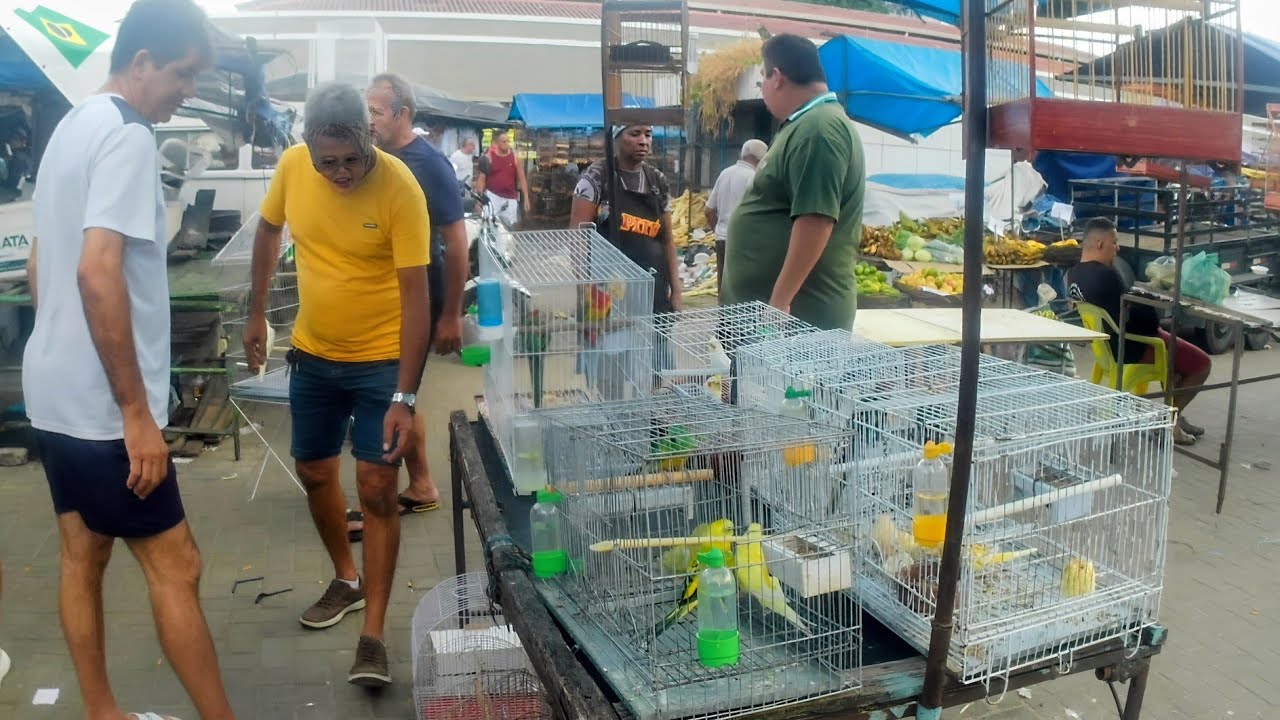 PÁSSAROS EXÓTICOS GAIOLAS E PROMOÇÕES NA FEIRA DE RUA DO NORDESTE FEIRA DO CORDEIRO PERNAMBUCO 