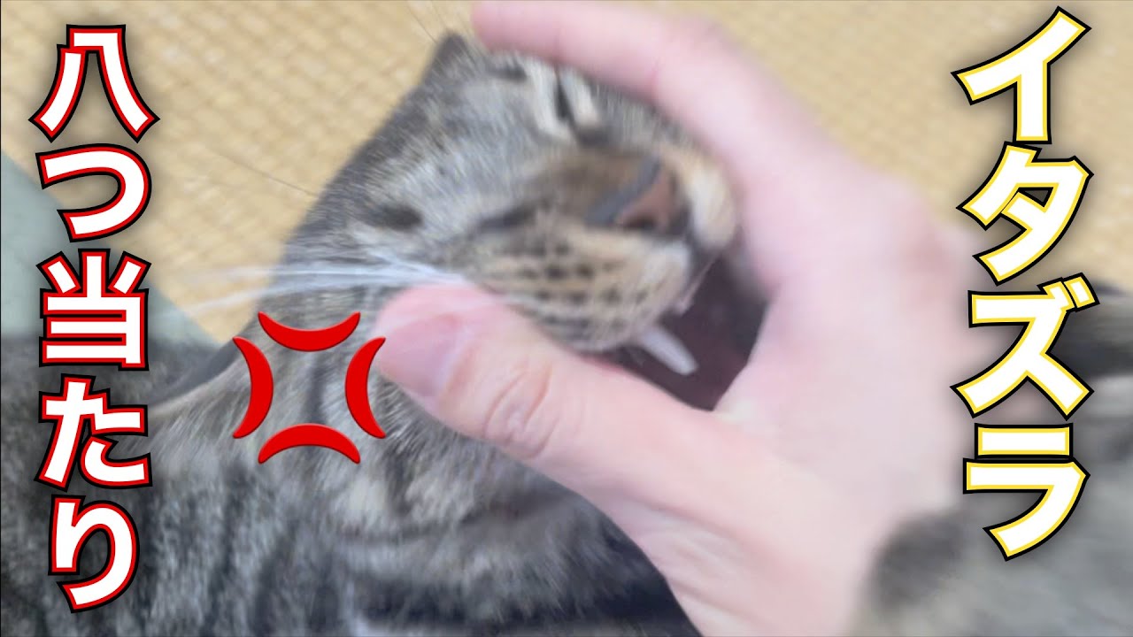 ふくちゃんがイタズラをしていたので叱ったら・・・？