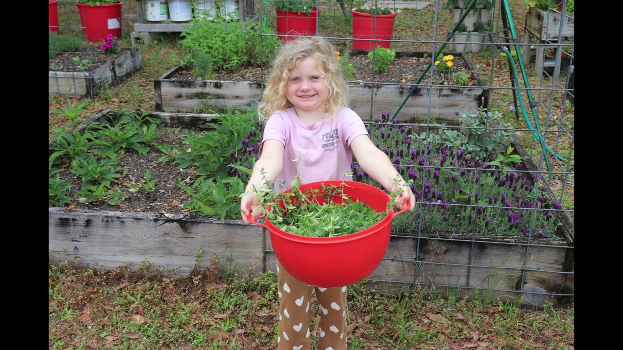 Oregano, Harvesting and Dehydrating