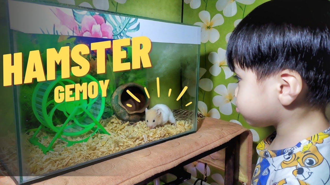 BELI HAMSTER SYRIAN DI TOKO IKAN HIAS SEKALIGUS PETSHOP | SETTING RUMAH HAMSTER PAKAI AQUARIUM