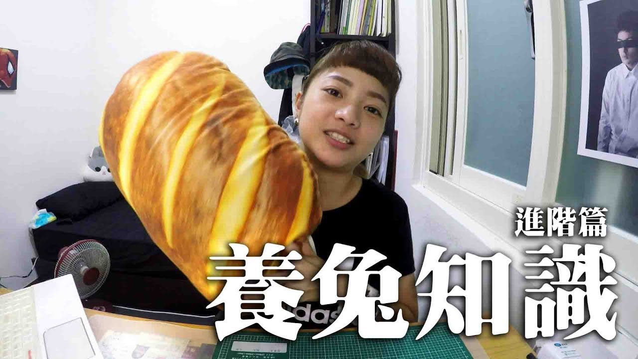 【侑敏頻道】常常被問的養兔問題-進階篇
