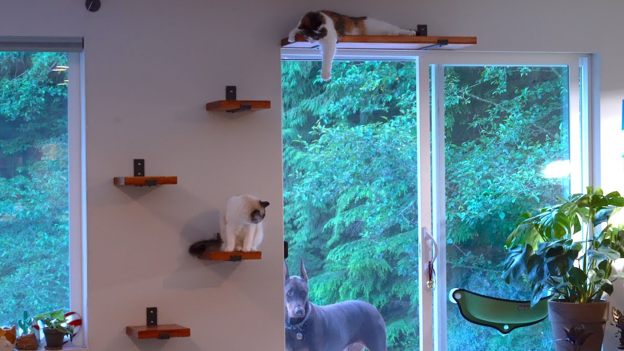 Making cat shelves