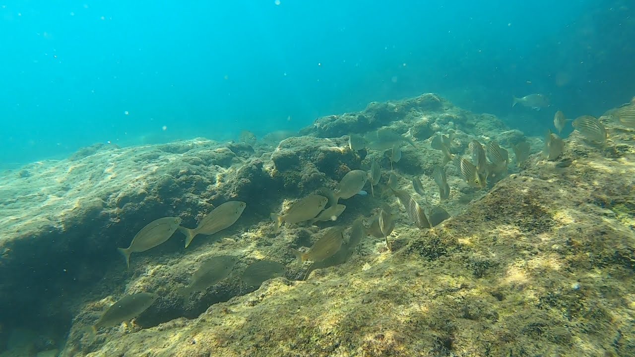 Underwater / Snorkeling at Canovella de’ Zoppoli, Trieste, Adriatic, Mediterranean