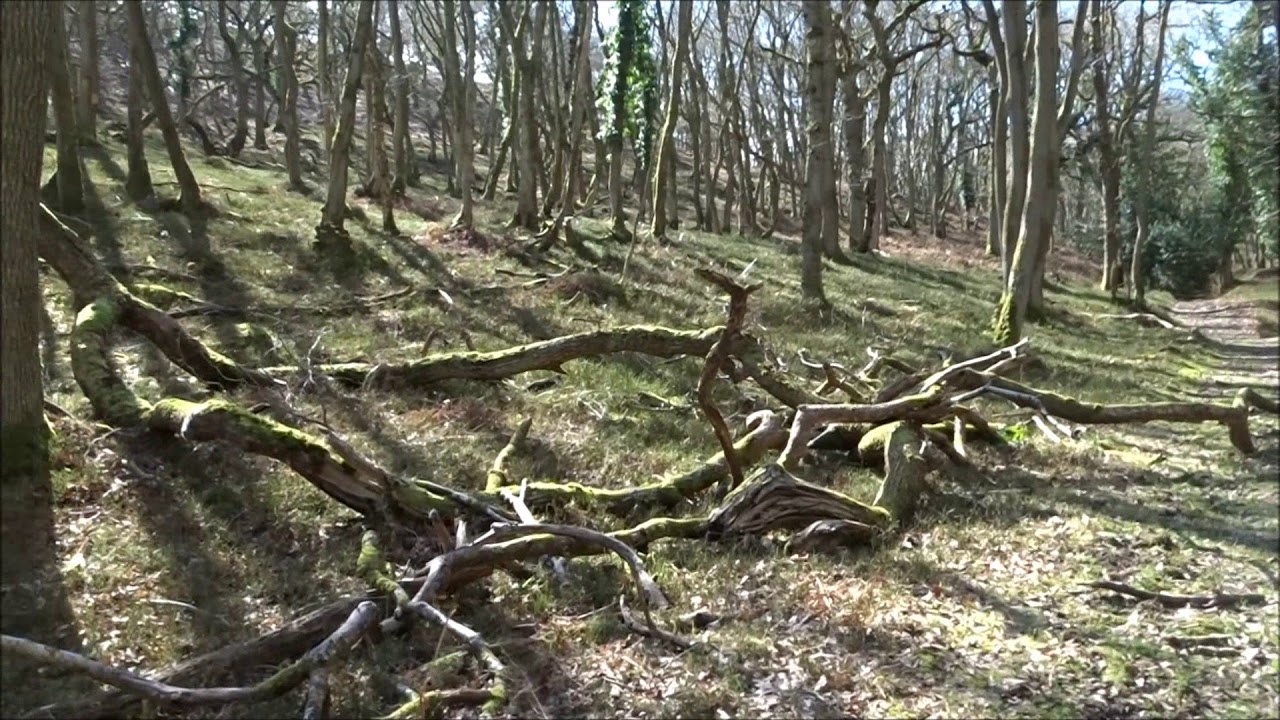 Holford Glen Visit, PART III,' Up Thru Slaughterhouse Combe' by Sheila, March 25th 2018