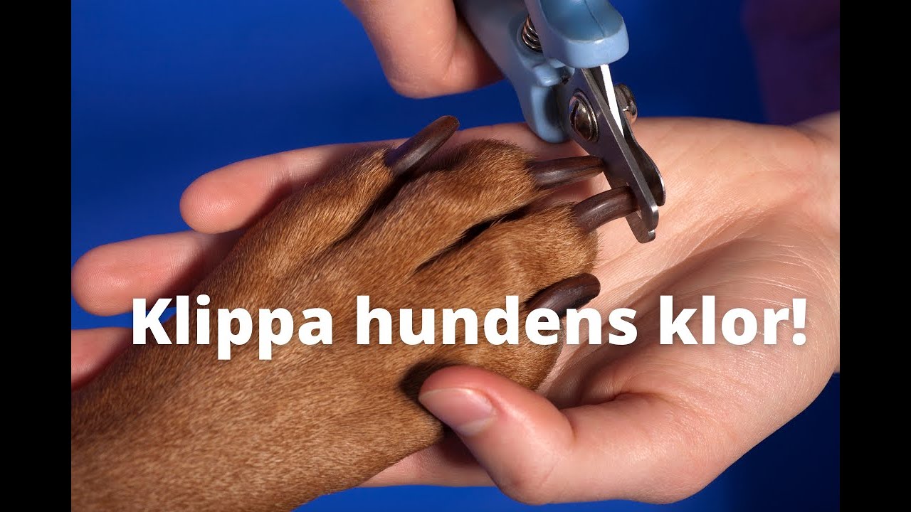 Klipp hundens klor - tänk på detta