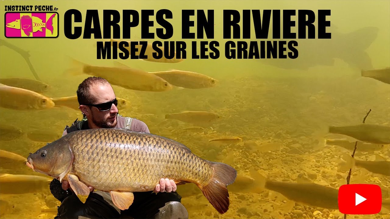 CARPES EN RIVIERE MISEZ SUR LES GRAINS