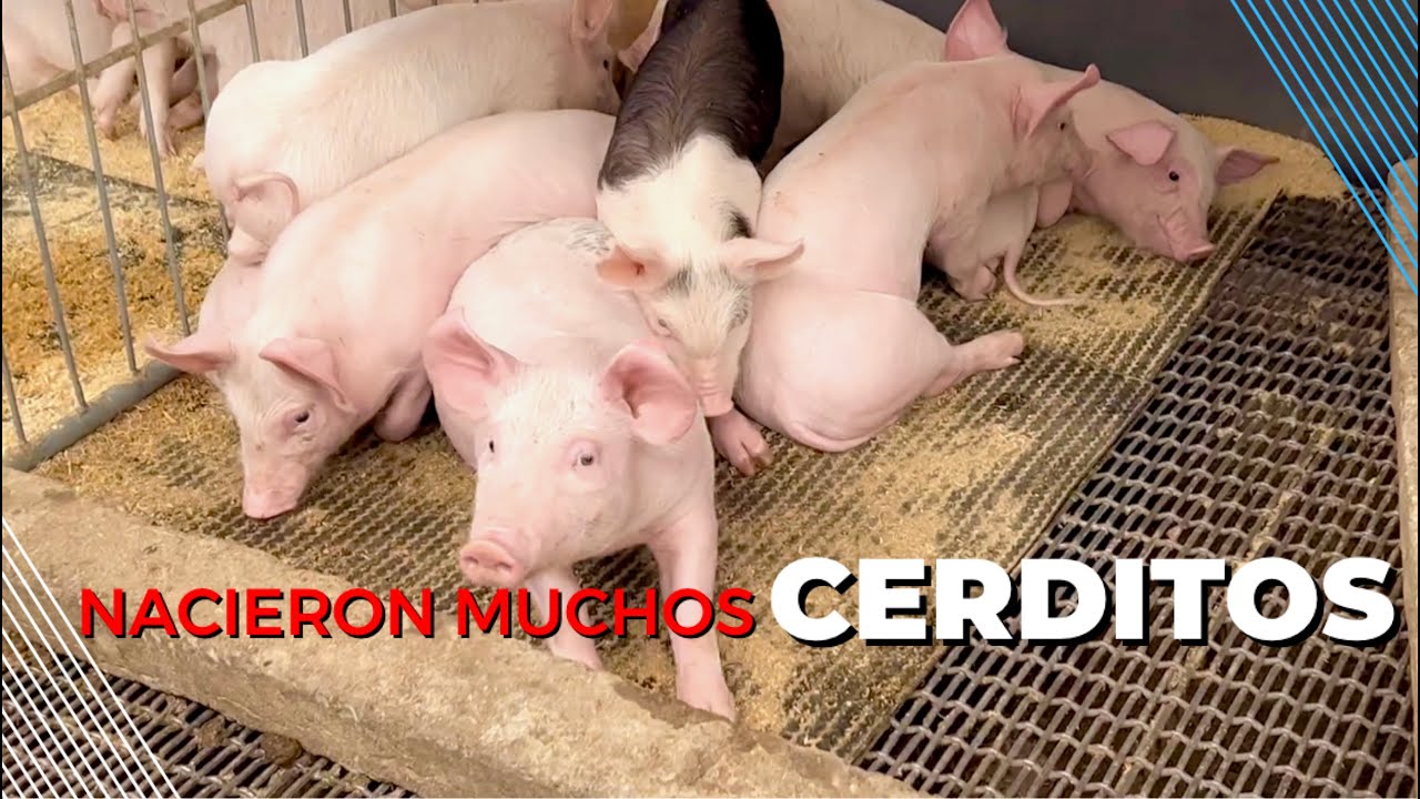 CERDITOS DE GRANJA EN MONTE ESCOBEDO