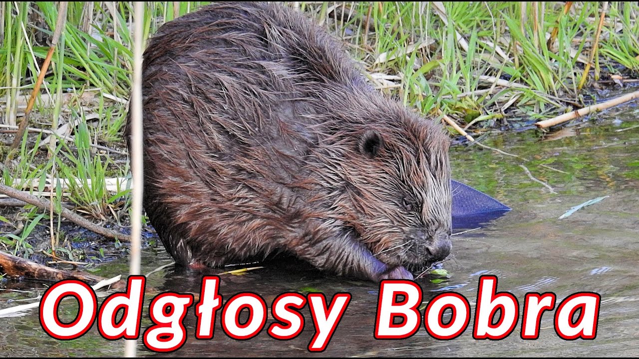 Odgłosy bobra - dźwięki jakie wydaje b&oacute;br