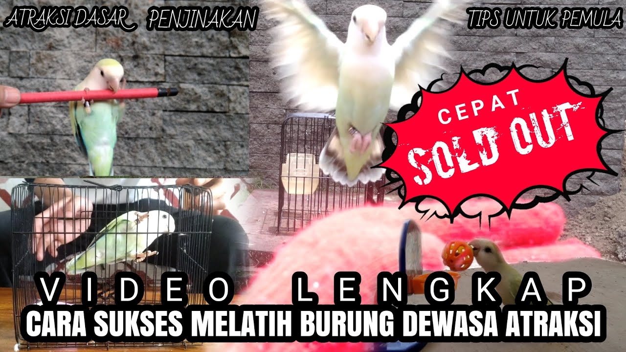 Cara menjinakan lovebird liar dengan mudah