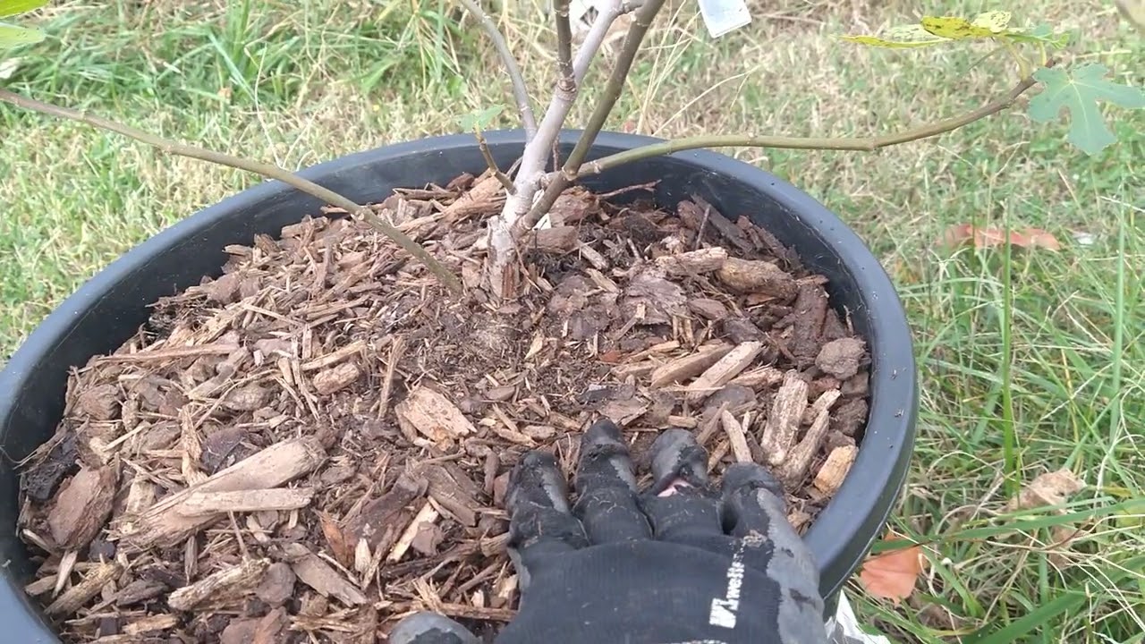 Fall Fig Pruning (part 4): Tips and tricks for pruning and repotting figs for the winter 