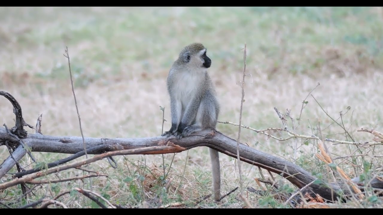 坦桑尼亞 長尾黑顎猴 Vervet Monkey
