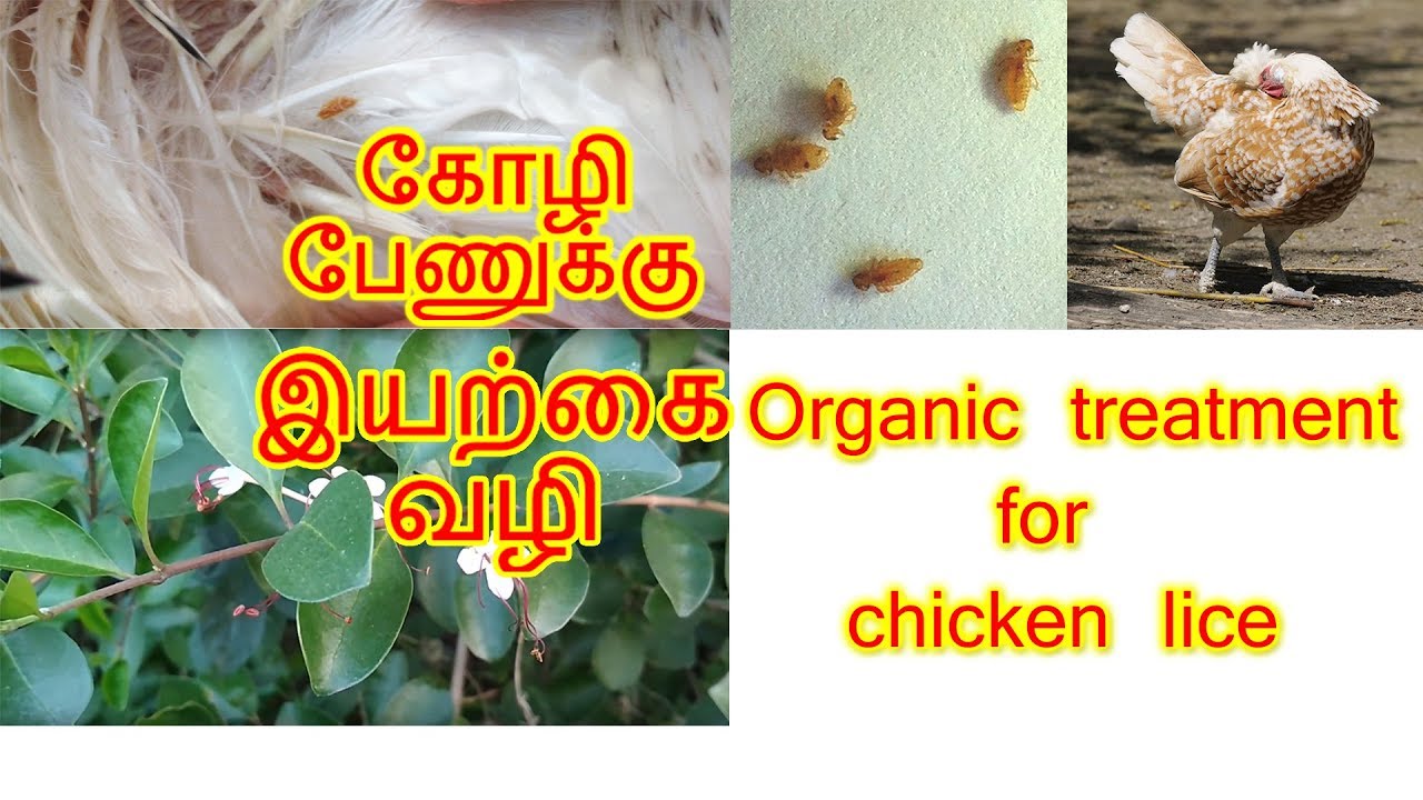 கோழி பேணுக்கு இயற்கை வழி /Organic treatment for chicken lice