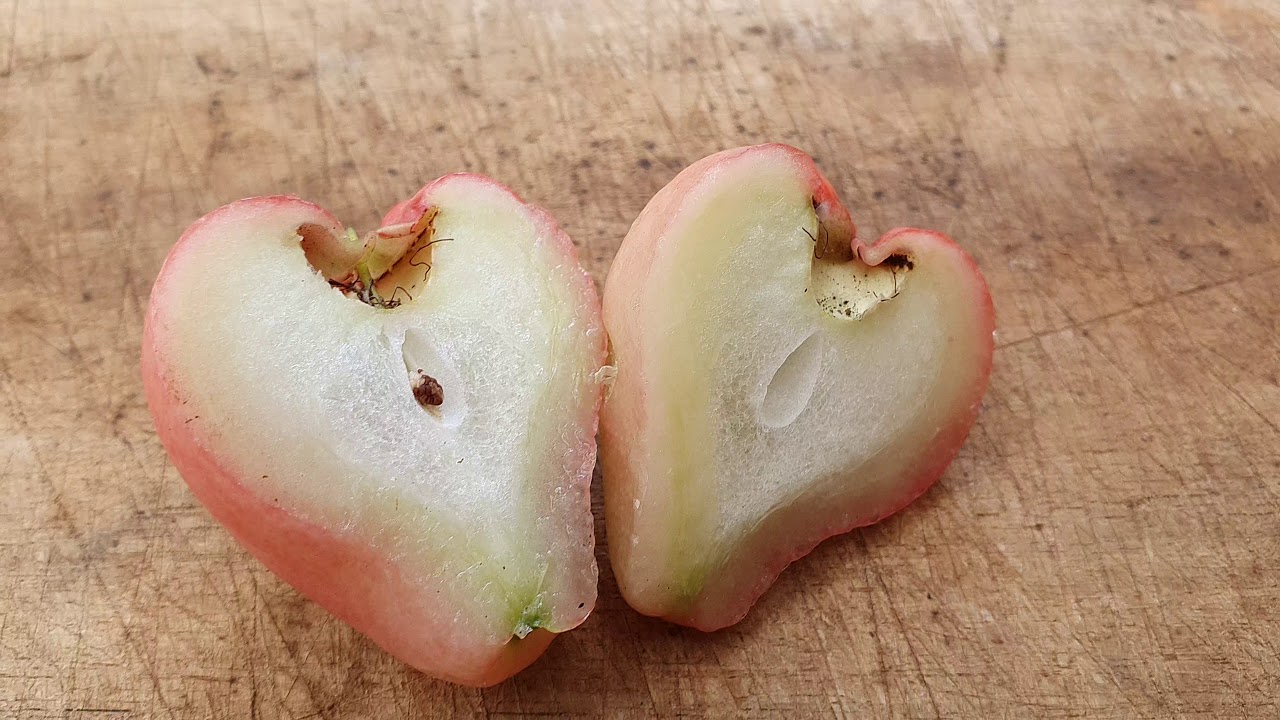 Exotic WAX Jambu - First Taste