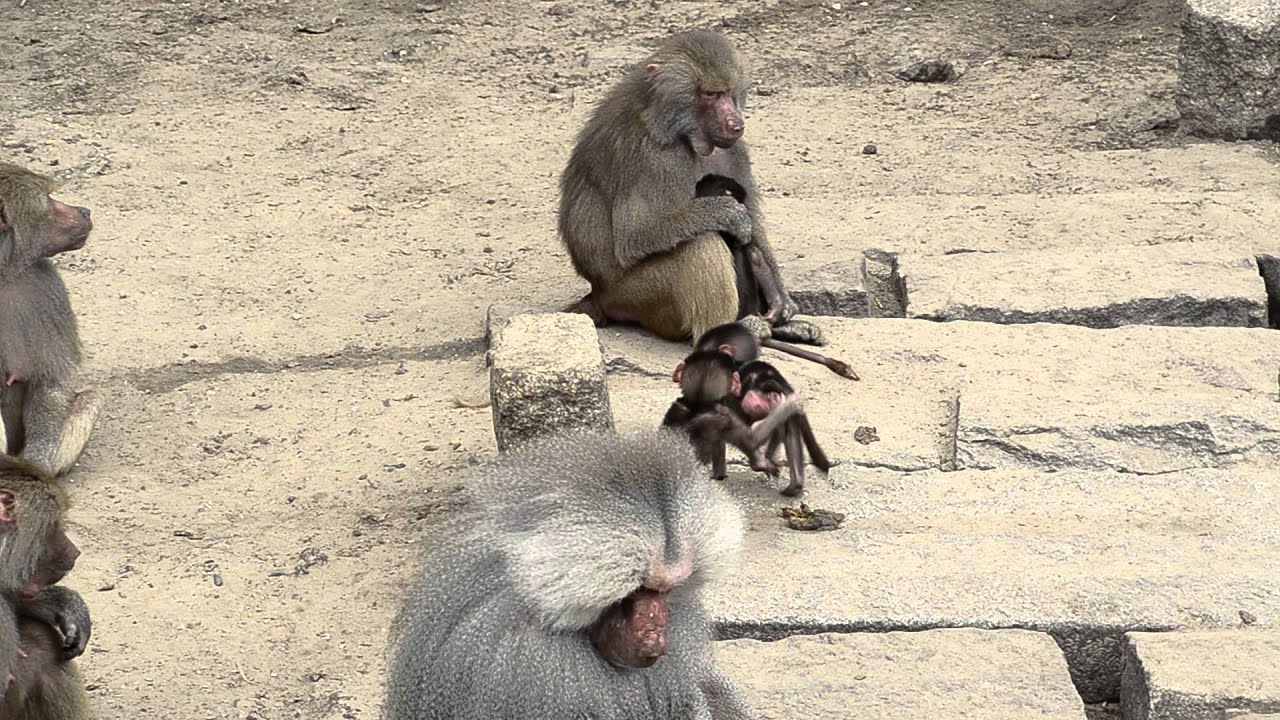 baby baboon
