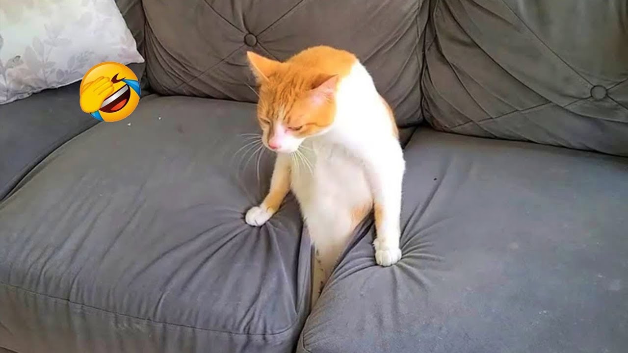 Вы не поверите, насколько эти животные забавные! 😂