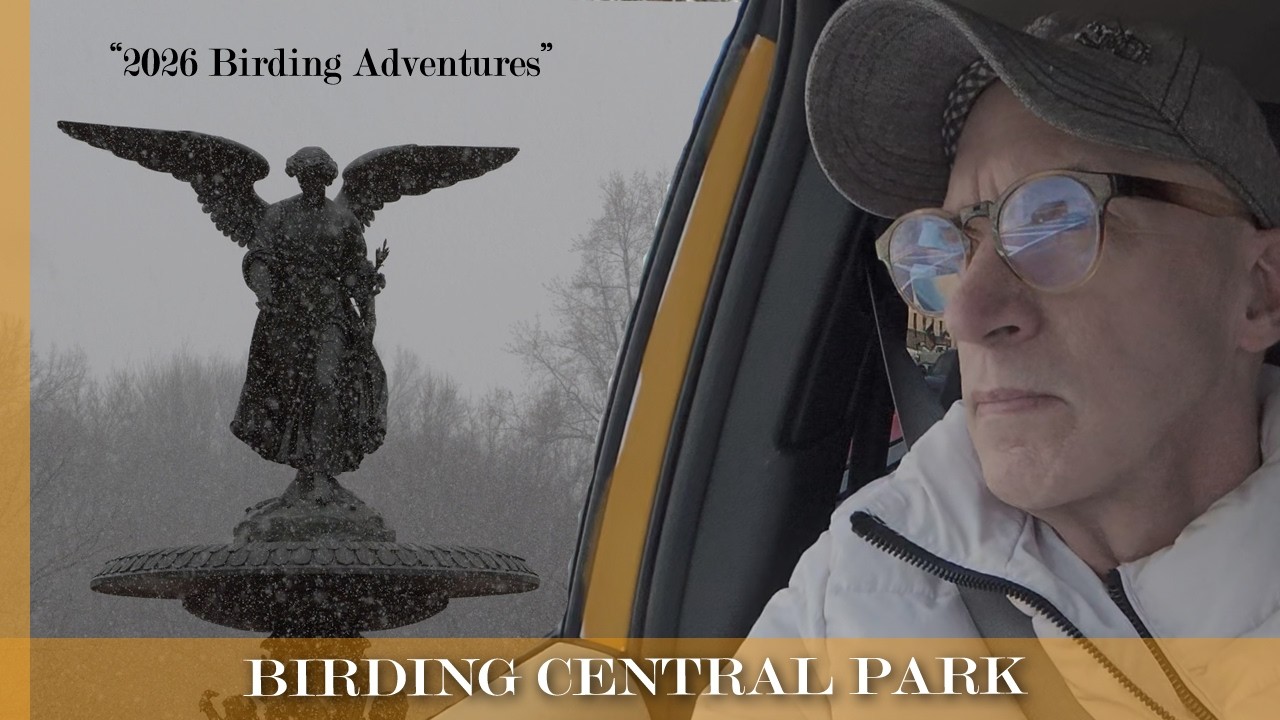 Travel Birding 2026 - Birding Cental Park (Episode 2)  with the Central Park Conservancy.