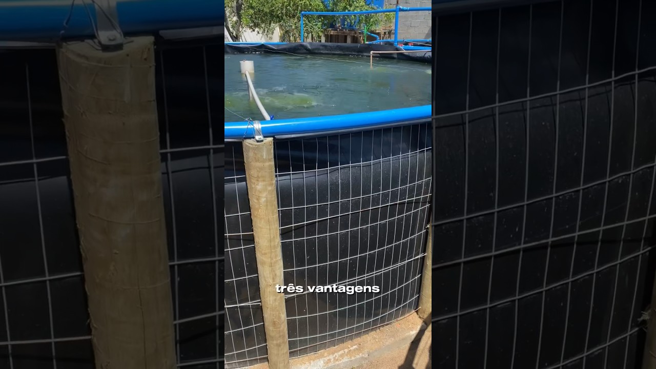 Tr&ecirc;s vantagens em criar peixe em geomembrana suspenso #cria&ccedil;&atilde;odepeixe #peixes #agro #pets
