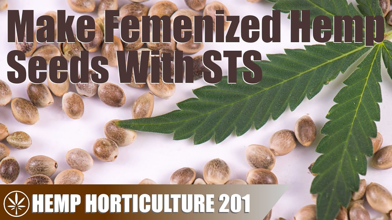 Making Femenized Hemp Seeds Using STS