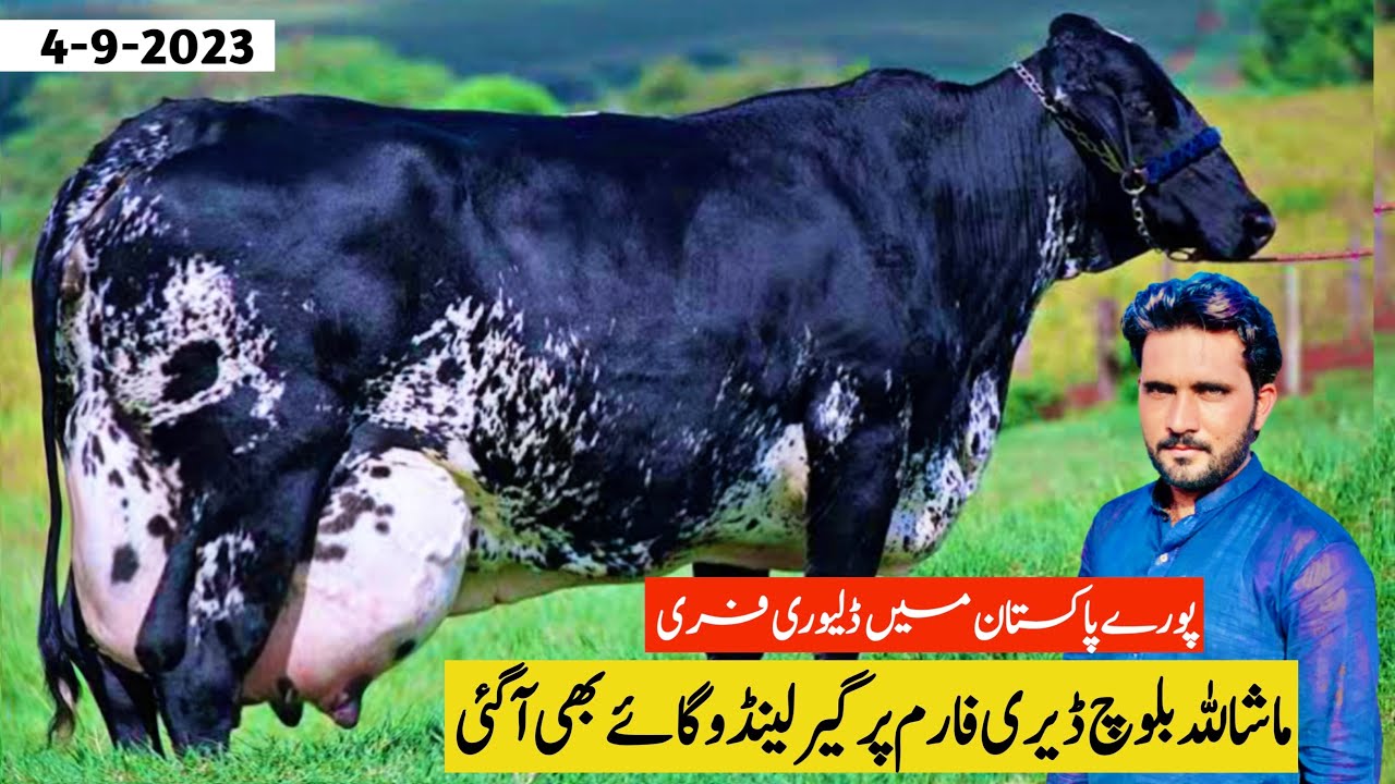 Girlando Cow For Sale In Pakistan | Baloch Dairy Farm | Cow Farm | Pk Janwar Mandi